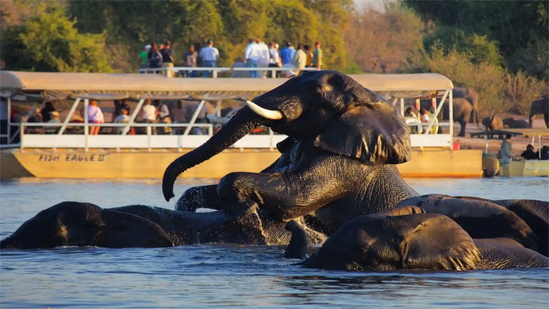 Elephants in the water, one standing with it's front legs up and a site seeing boat in the background